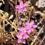 Centaurium littorale Квітка