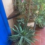 Aloe × spinosissima Hoja