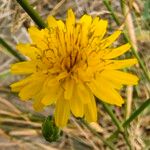 Reichardia picroides Flower