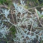 Artemisia maritima Leaf