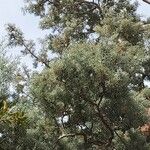 Pinus monophylla পাতা