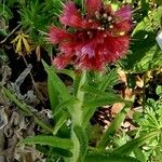 Pontechium maculatum Flower