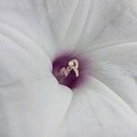 Ipomoea pandurata Flors