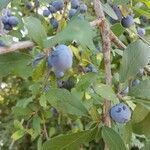 Prunus spinosa Fruit