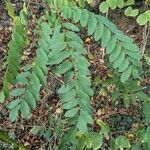 Robinia viscosa برگ