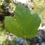 Acer opalusLeaf