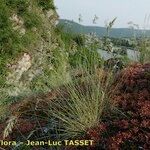 Festuca pallens Hábito