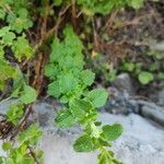 Mentha suaveolensBlad