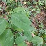 Persicaria virginianaLeaf