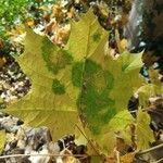 Acer platanoides Φύλλο