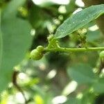 Zanthoxylum simulans Frucht