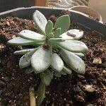 Pachyphytum bracteosum অভ্যাস