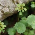 Chrysosplenium kamtschaticum