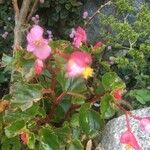 Begonia cucullataFlower