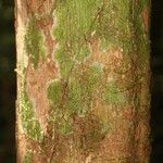 Guatteria schomburgkiana 樹皮