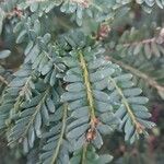 Taxus brevifolia List