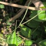 Paspalum conjugatum Flor