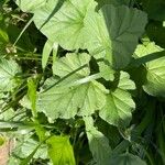 Erodium laciniatum Deilen