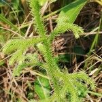 Lycopodiella cernua Leaf