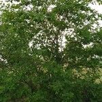 Zelkova carpinifolia Alia
