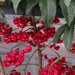 Ardisia crenata Gyümölcs