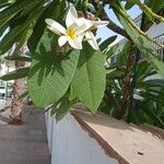 Plumeria albaBloem