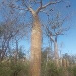 Adansonia grandidieri Habitat