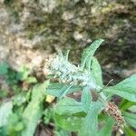 Gamochaeta pensylvanica Flower