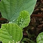 Fothergilla gardenii Folla