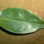 Prescottia stachyodes Hoja