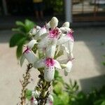 Pseuderanthemum carruthersii Цвят