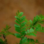 Tessmannia anomala Hoja