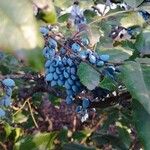 Berberis aquifoliumFruit