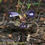 Orobanche olbiensis Habit