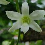 Vanilla hartii Flower