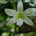 Vanilla hartii Flor