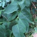 Halleria lucida Hoja