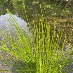 Eleocharis obtusa Leaf