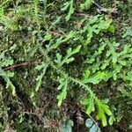 Selaginella uncinata Leaf