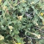 Helianthemum squamatum Hoja