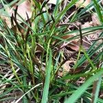 Carex digitata Blatt