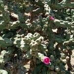 Cylindropuntia imbricata Leaf