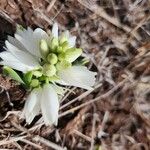 Chlorophytum tuberosum Lorea