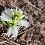 Chlorophytum tuberosum फूल