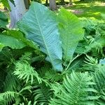 Magnolia macrophylla Leaf