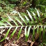 Goniophlebium subauriculatum Leaf