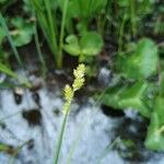 Carex canescens Квітка