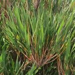 Chusquea subtessellata Hoja