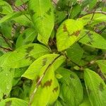 Persicaria virginiana Hoja