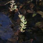 Hypericum elodes Feuille